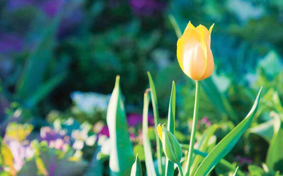 Toowoomba Flowers