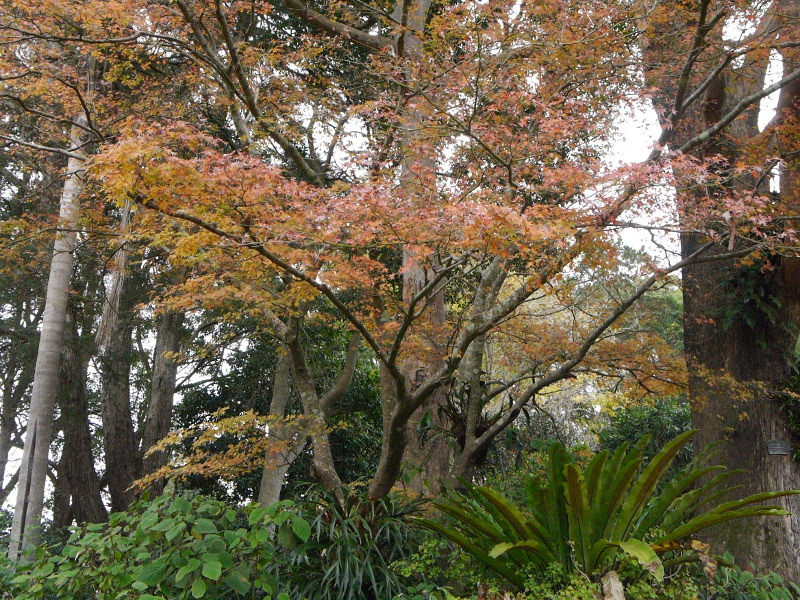 The only original remnant rain-forest left in Toowoomba