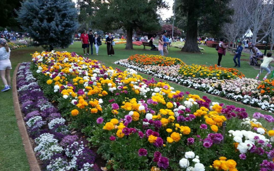 Toowoomba Carnival of Flowers