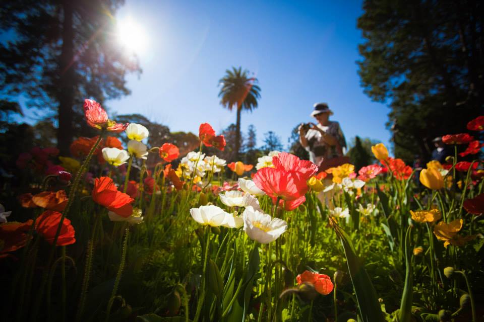 Book Now! Carnival of Flowers Grand Central Floral Parade Accommodation