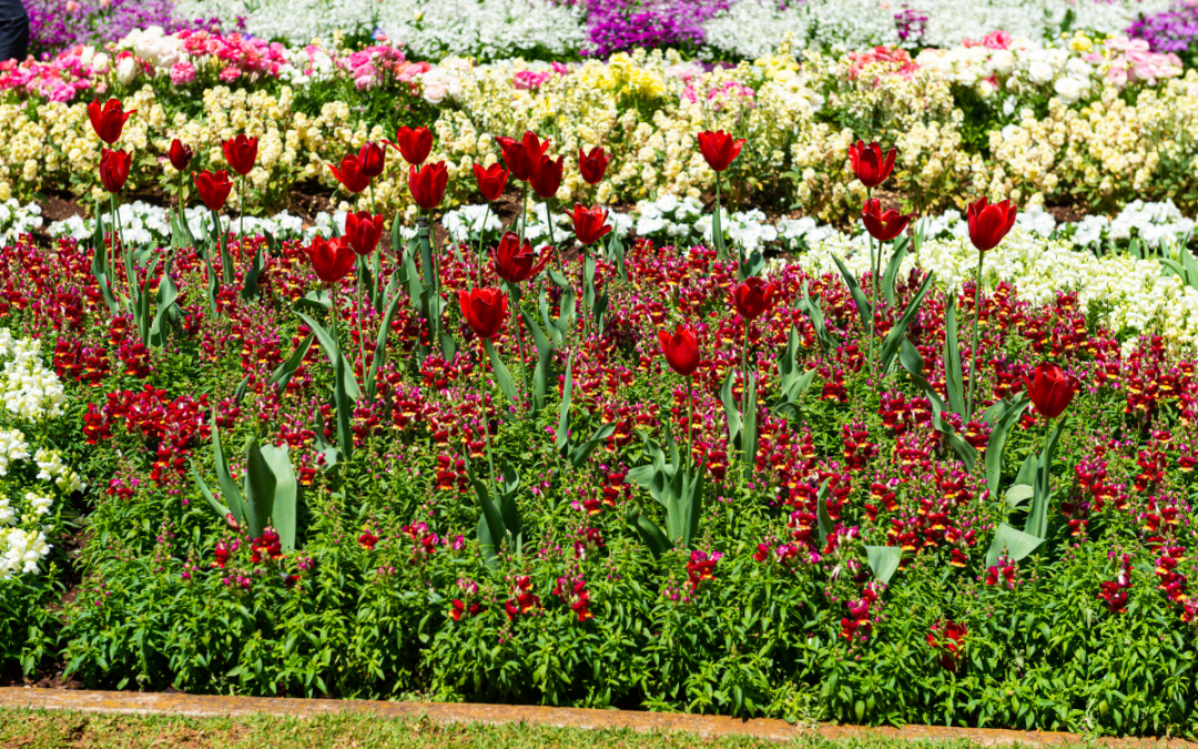 Till Next Year Toowoomba Carnival of Flowers!