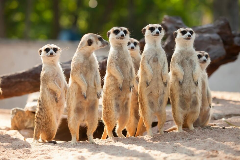 Take a Day Trip to Darling Downs Zoo Laguna Serviced Apartments