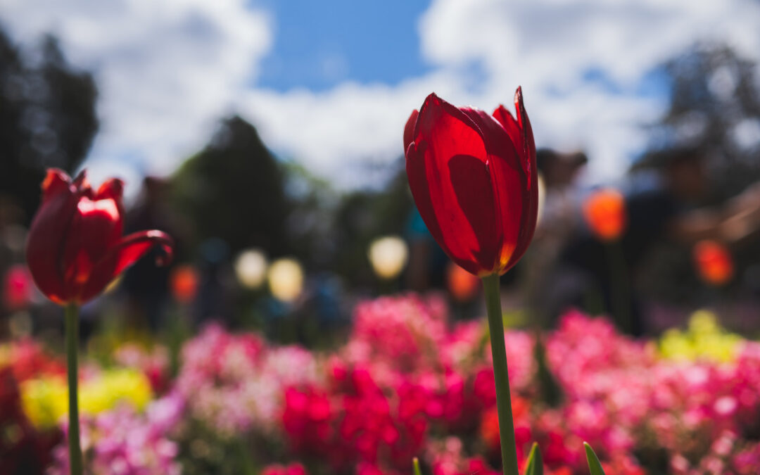 2023 Toowoomba Carnival of Flowers: A Guide to the Festival